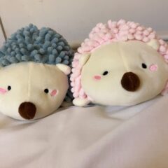 新しく来たお友達のハリネズミくん